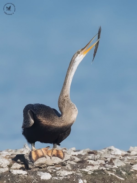 Oriental Darter