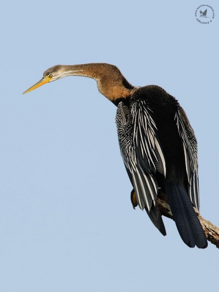 Darters (Anhingidae)