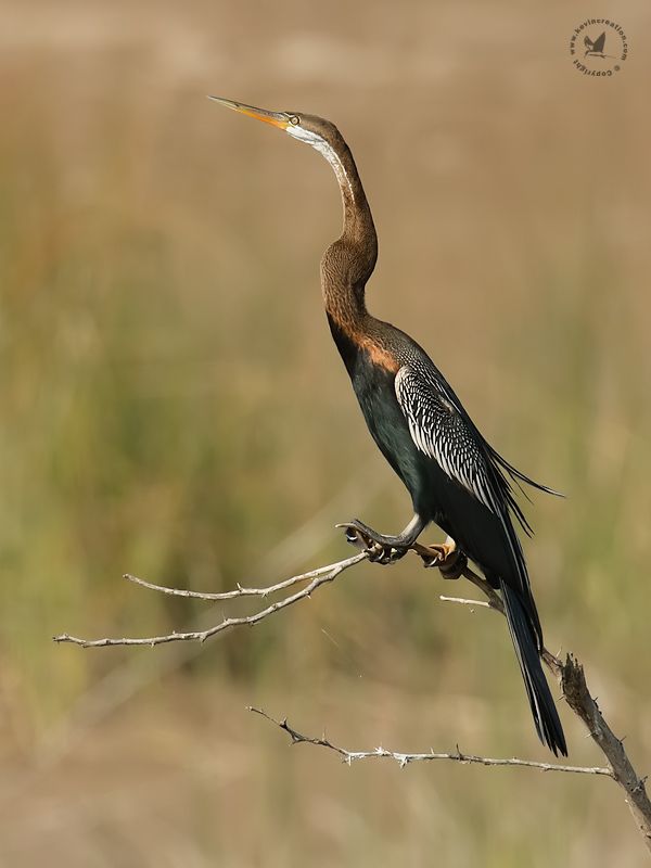 Oriental Darter