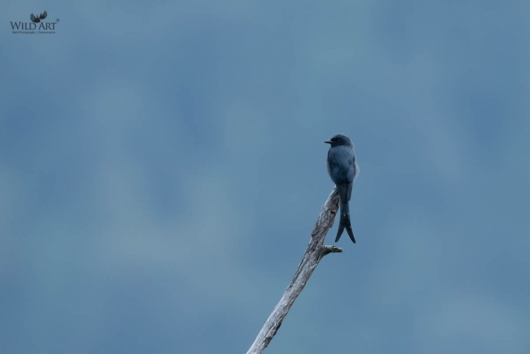 Drongos (Dicruridae)