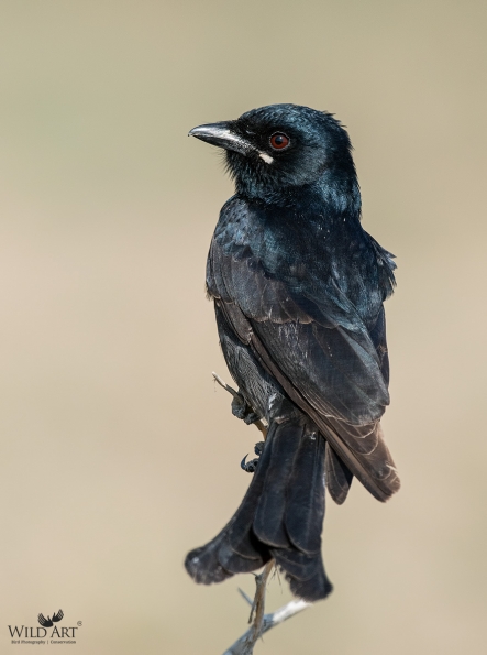 Drongos (Dicruridae)