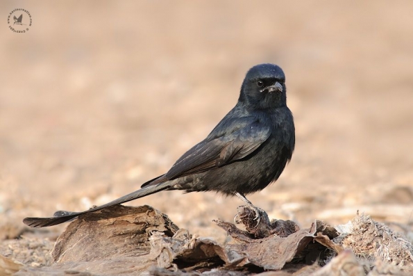 Drongos (Dicruridae)
