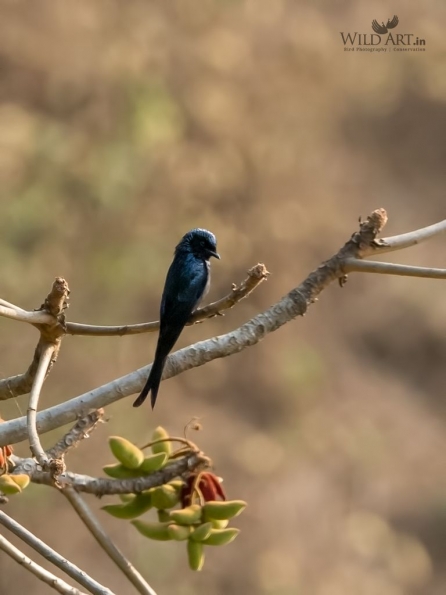Drongos (Dicruridae)
