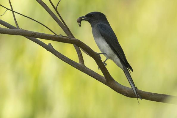Drongos (Dicruridae)