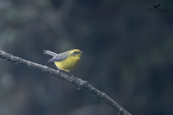 Fairy Flycatchers (Stenostiridae)