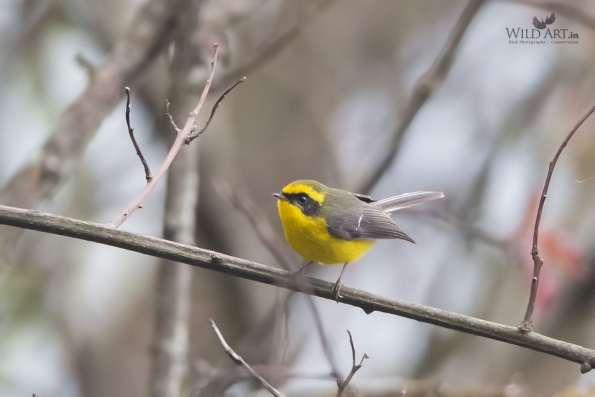 Fairy Flycatchers (Stenostiridae)