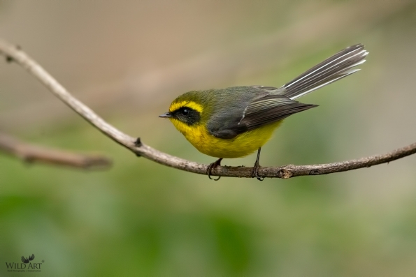 Fairy Flycatchers (Stenostiridae)