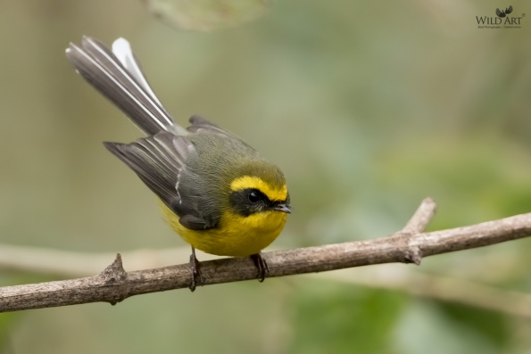 Fairy Flycatchers (Stenostiridae)