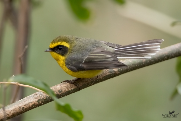 Fairy Flycatchers (Stenostiridae)