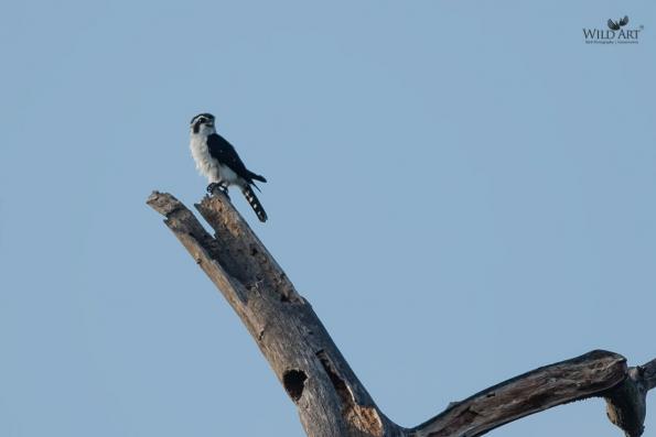 Falcons (Falconidae)
