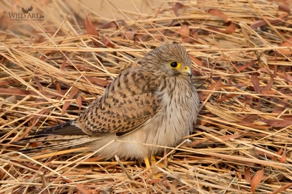 Falcons (Falconidae)