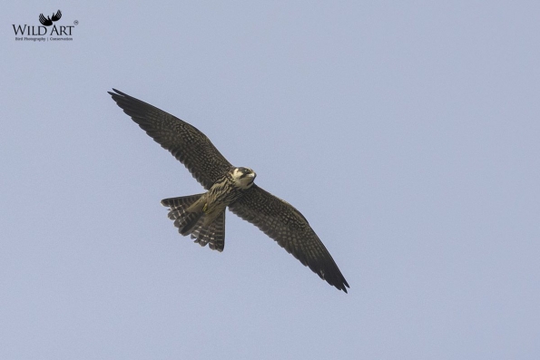 Falcons (Falconidae)