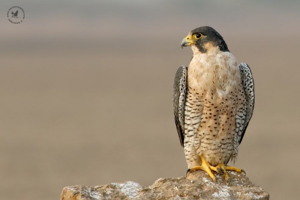 Falcons (Falconidae)