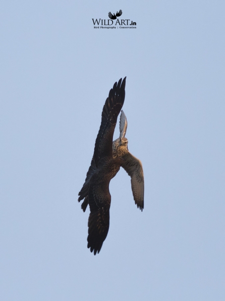 Falcons (Falconidae)