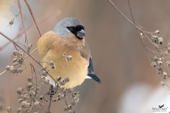 Finches (Fringillidae)