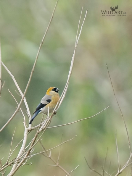Finches (Fringillidae)
