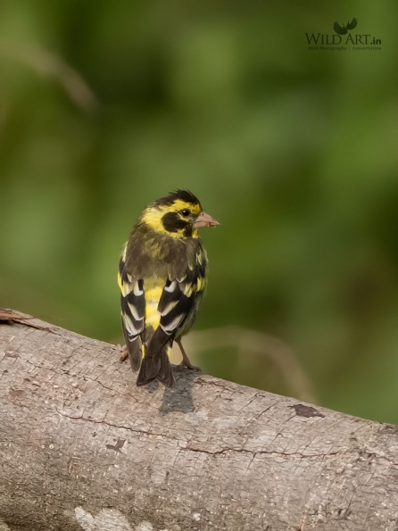 Finches (Fringillidae)