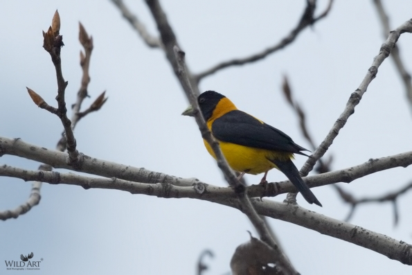 Finches (Fringillidae)