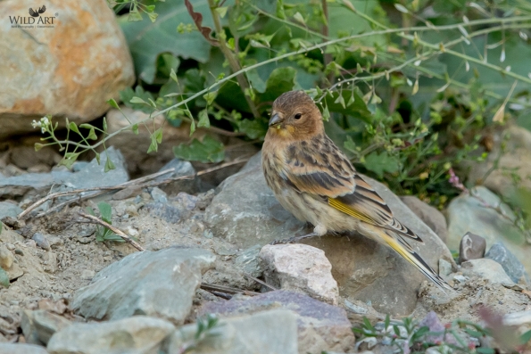 Finches (Fringillidae)
