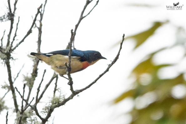 Flowerpeckers (Dicaeidae)