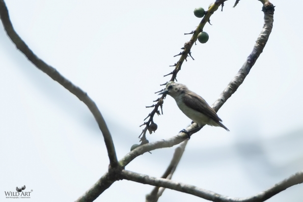 Flowerpeckers (Dicaeidae)