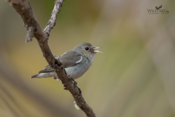 Flowerpeckers (Dicaeidae)