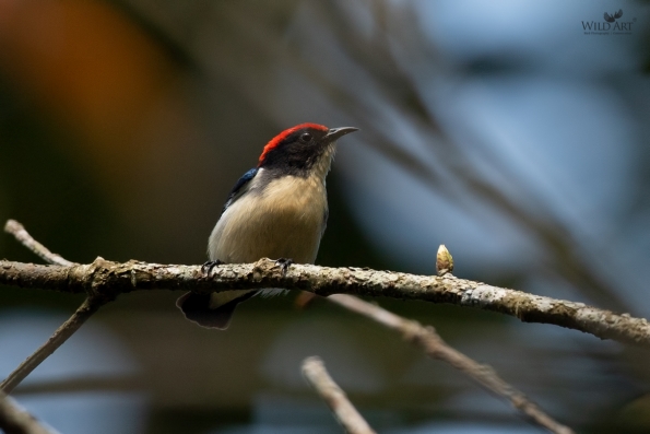 Flowerpeckers (Dicaeidae)