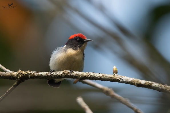 Flowerpeckers (Dicaeidae)
