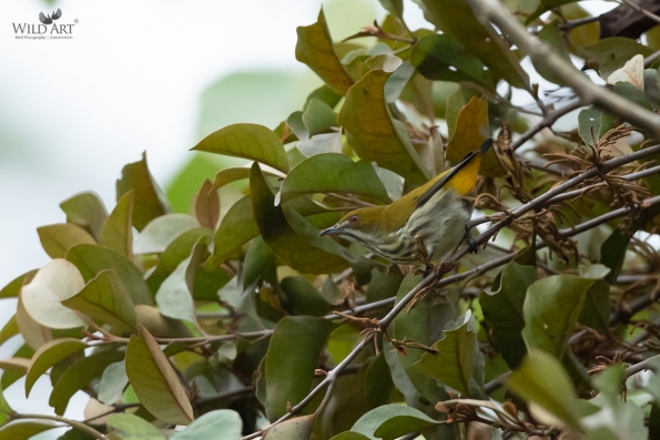 Flowerpeckers (Dicaeidae)