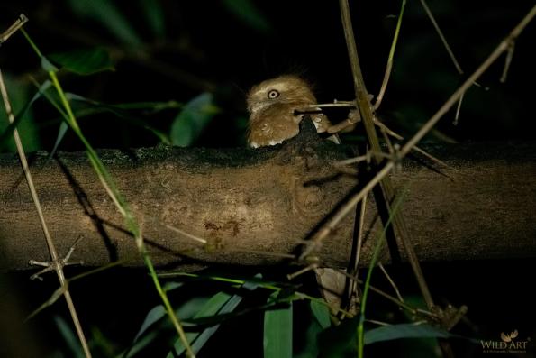 Frogmouths (Podargidae)