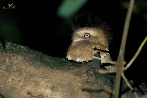 Frogmouths (Podargidae)
