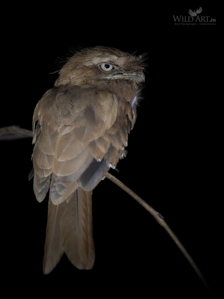 Frogmouths (Podargidae)