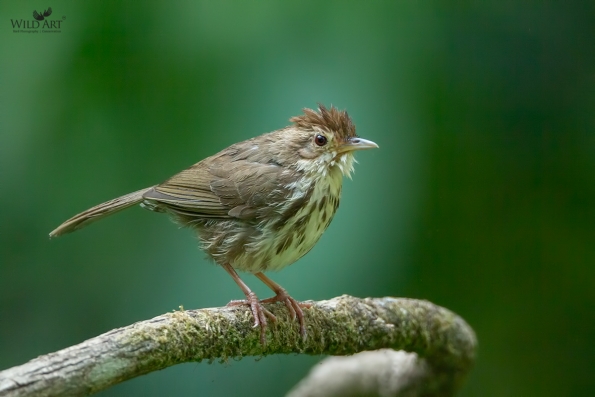 Fulvettas, Ground Babblers (Pellorneidae)