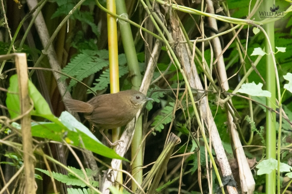 Fulvettas, Ground Babblers (Pellorneidae)