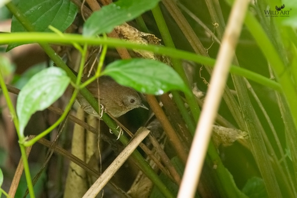 Fulvettas, Ground Babblers (Pellorneidae)