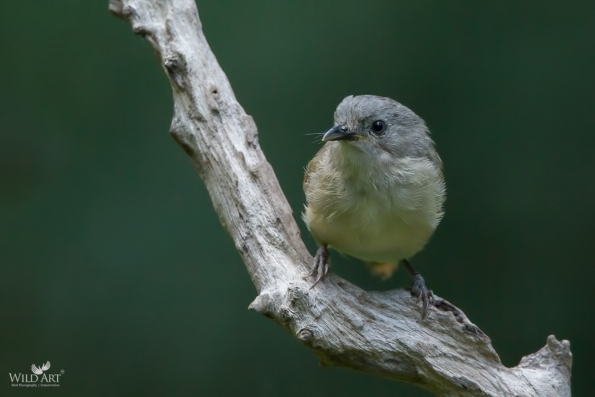 Fulvettas, Ground Babblers (Pellorneidae)