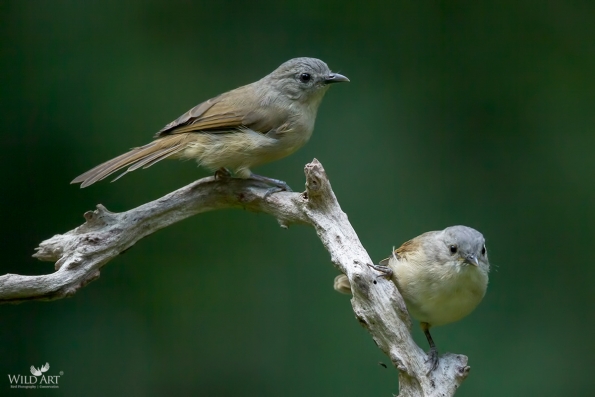 Fulvettas, Ground Babblers (Pellorneidae)