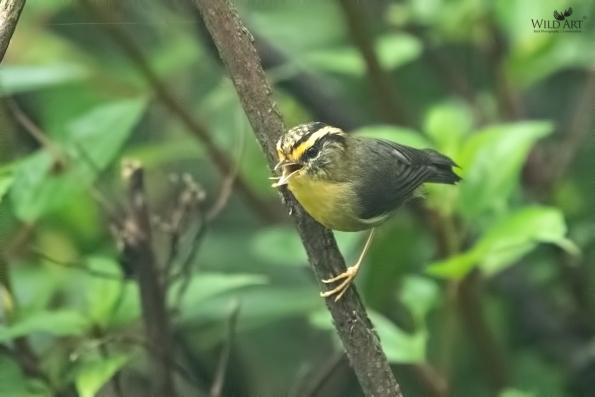 Fulvettas, Ground Babblers (Pellorneidae)