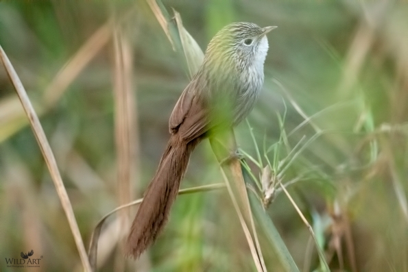 Fulvettas, Ground Babblers (Pellorneidae)