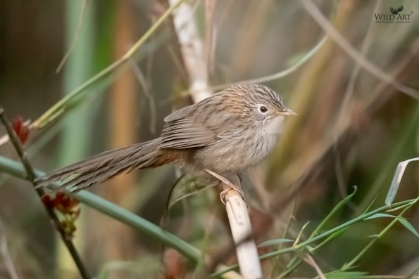 Fulvettas, Ground Babblers (Pellorneidae)