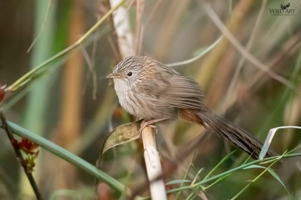 Fulvettas, Ground Babblers (Pellorneidae)