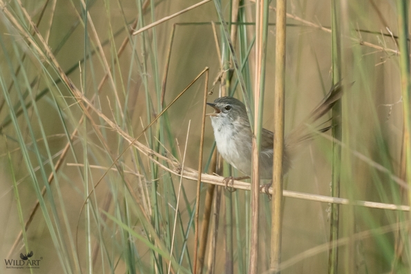 Fulvettas, Ground Babblers (Pellorneidae)