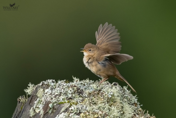 Grassbirds & Allies (Locustellidae)