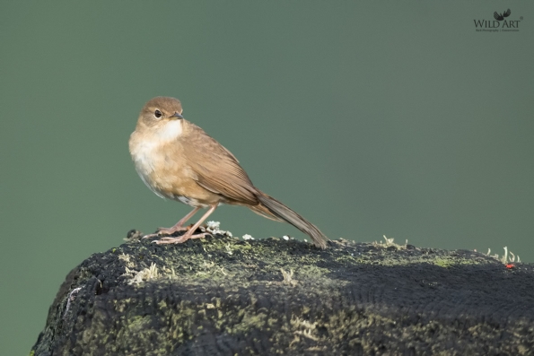 Grassbirds & Allies (Locustellidae)