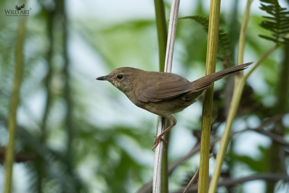 Grassbirds & Allies (Locustellidae)