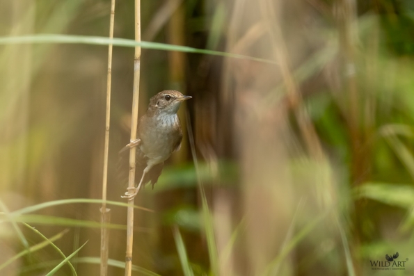 Grassbirds & Allies (Locustellidae)