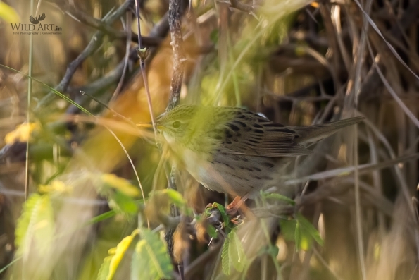 Grassbirds & Allies (Locustellidae)
