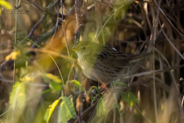 Grassbirds & Allies (Locustellidae)