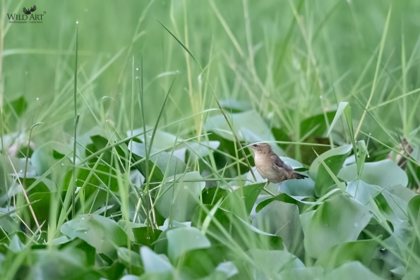 Grassbirds & Allies (Locustellidae)