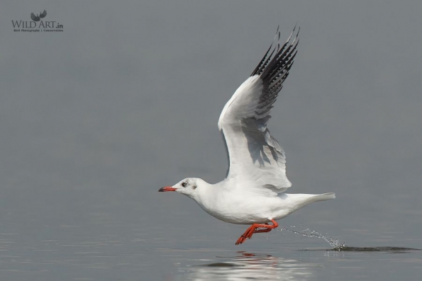 Gulls, Terns, Skimmers (Laridae)